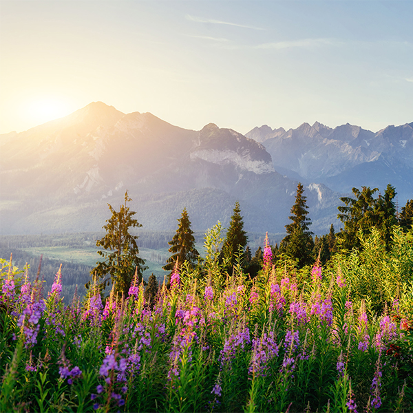 hallo-lebensfreude-bergwiese-quadrat