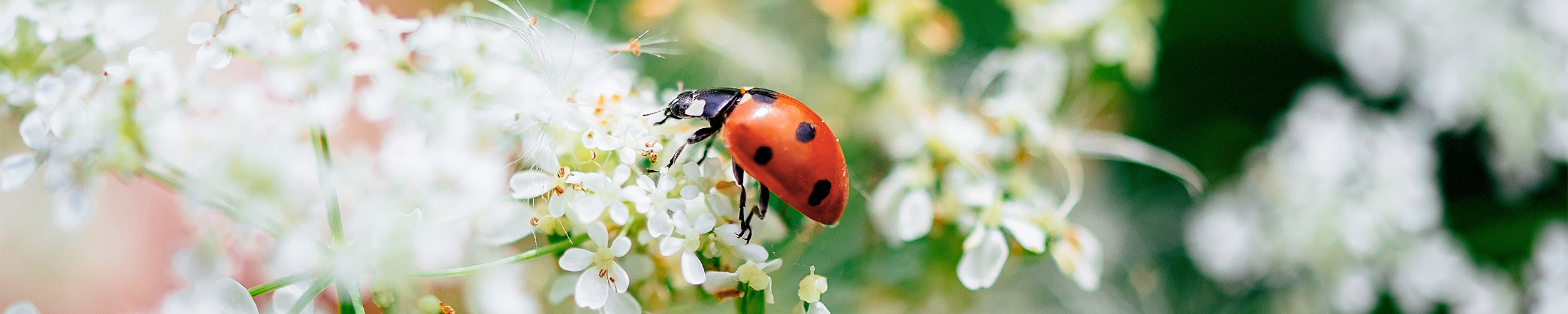 hallo-lebensfreude-marienkaefer