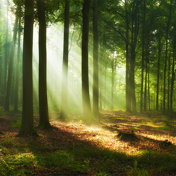 hallo-lebensfreude-wald-quadrat