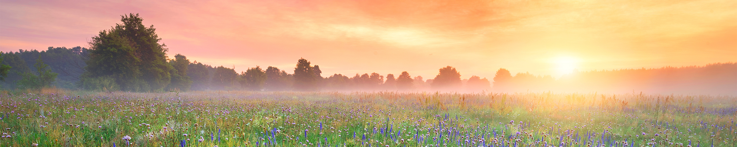 hallo-lebensfreude-wiese-header